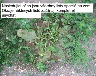 Oeliatec 2